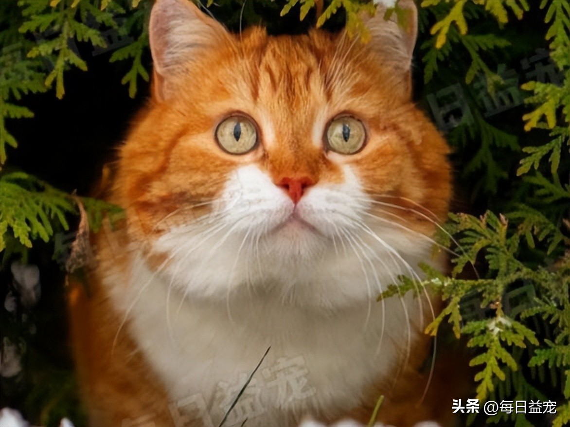 中华田园猫常见猫颜色和品种,中华田园猫最稀有的猫品种