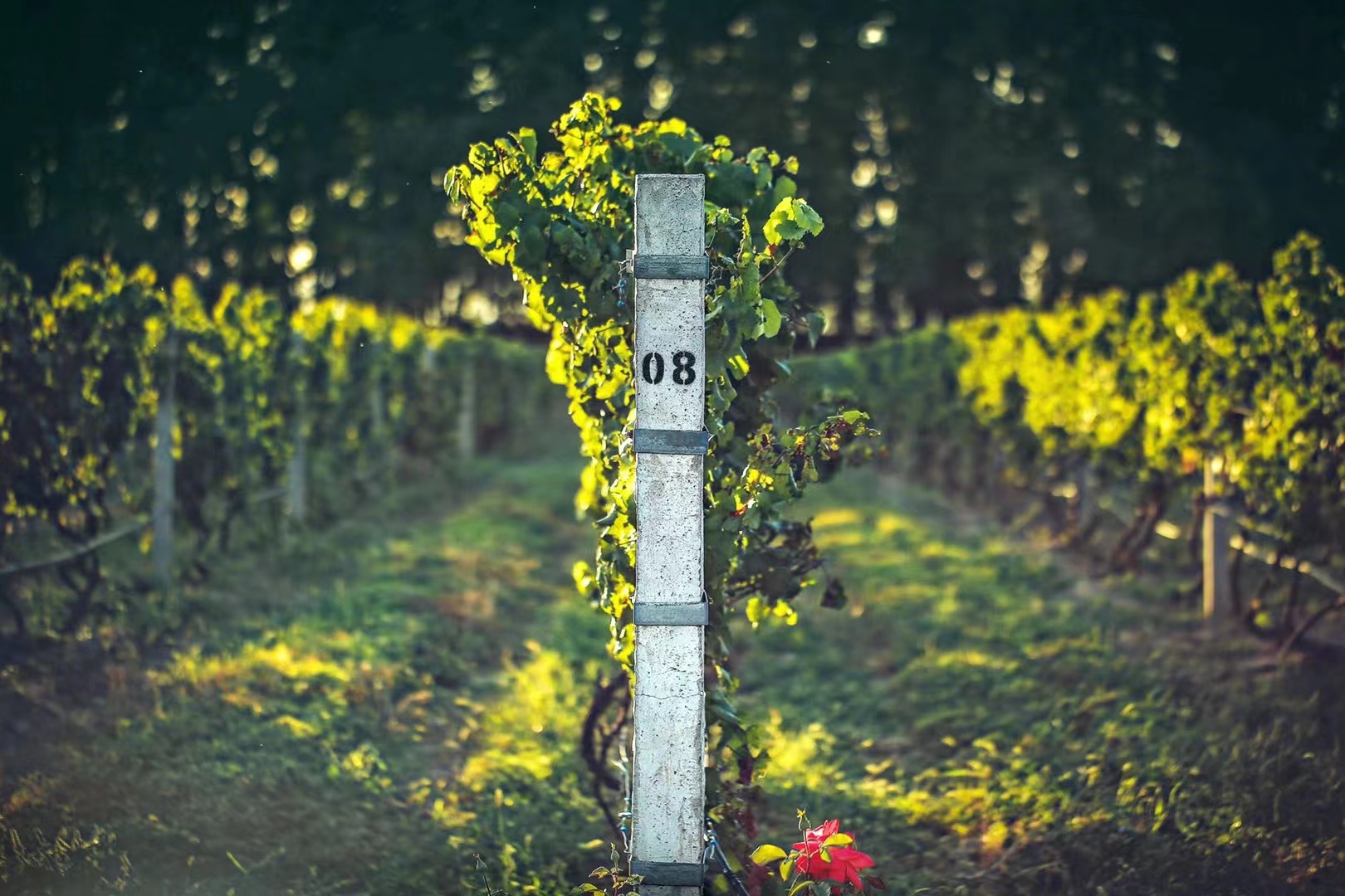 桑干酒庄西拉保质期十年,桑干酒庄西拉红酒