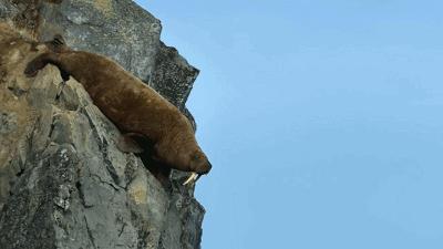 极端高温,灾难的开始…该如何拯救