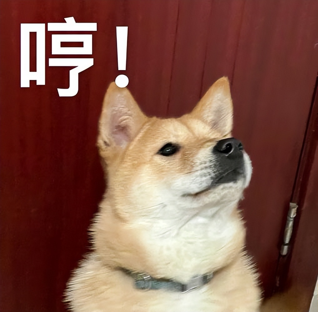 狗狗总喜欢答不理我怎么办,狗狗很依赖你肯定会有这5种行为