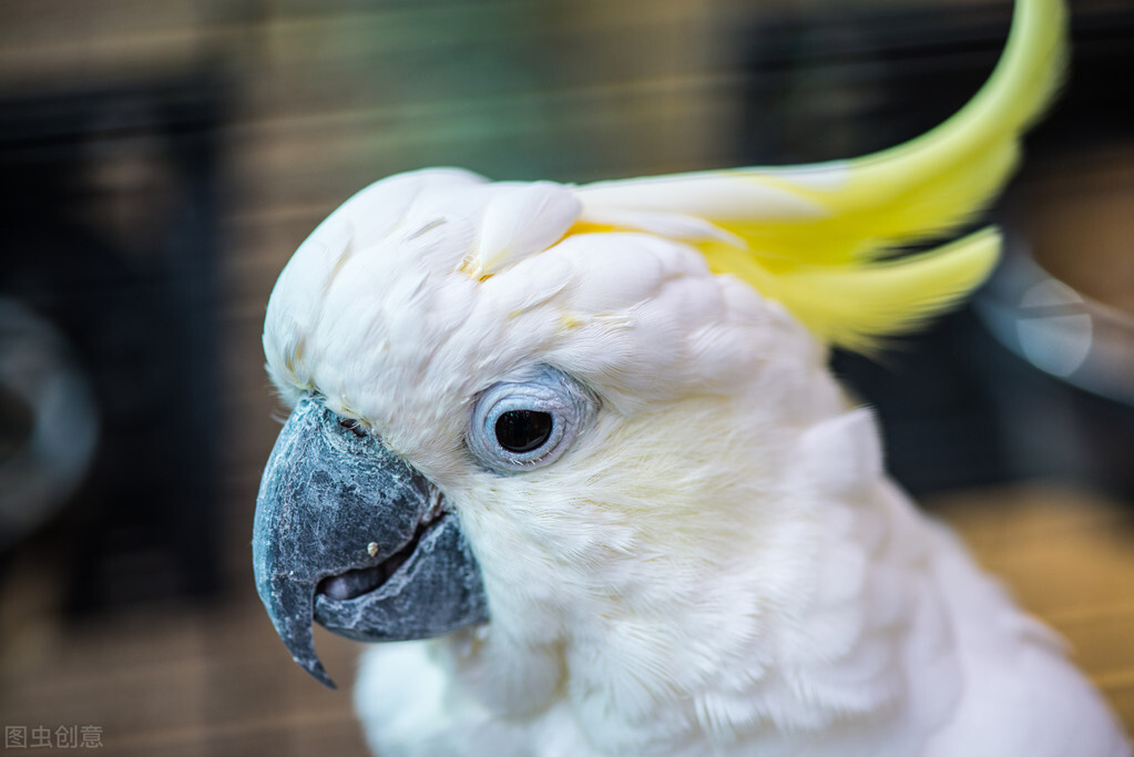 宠物的寿命和人类相比,哪些宠物寿命比较长