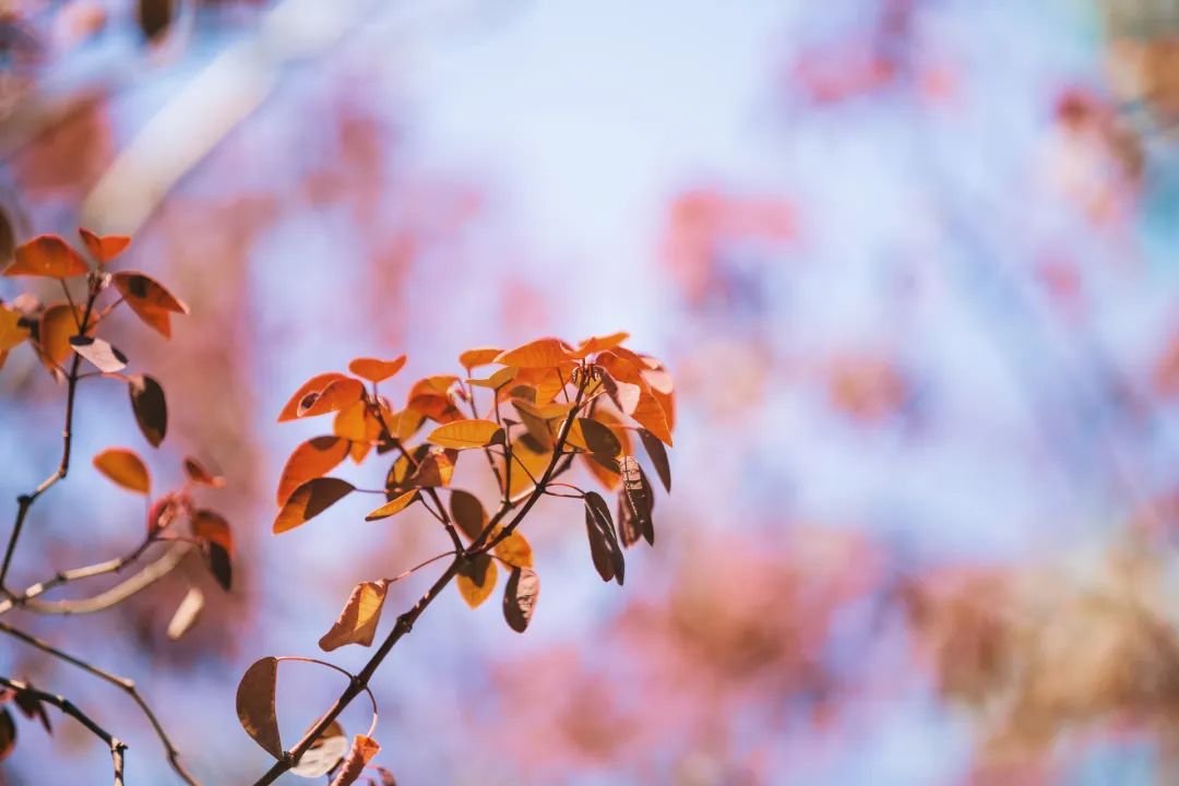 浣溪沙门隔花深梦旧游的写作背景,《浣溪沙·门隔花深梦旧游》