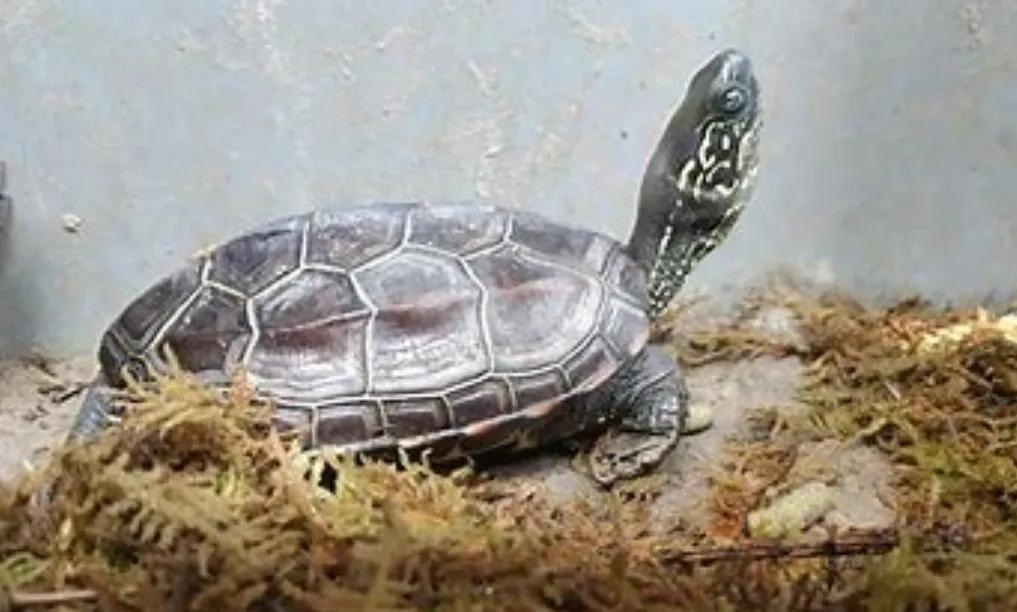 养龟需要晒太阳吗,山瑞龟要晒太阳吗