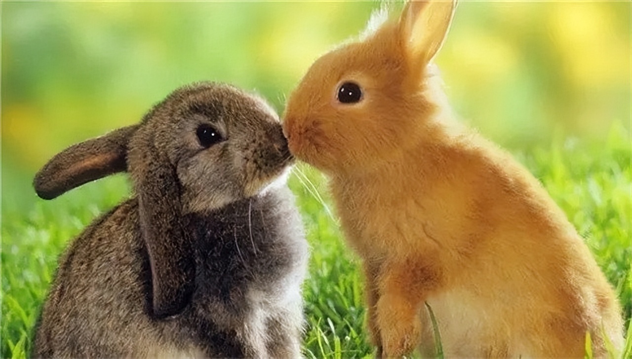 澳大利亚野兔泛滥成灾的原因,澳大利亚的野兔成灾结局