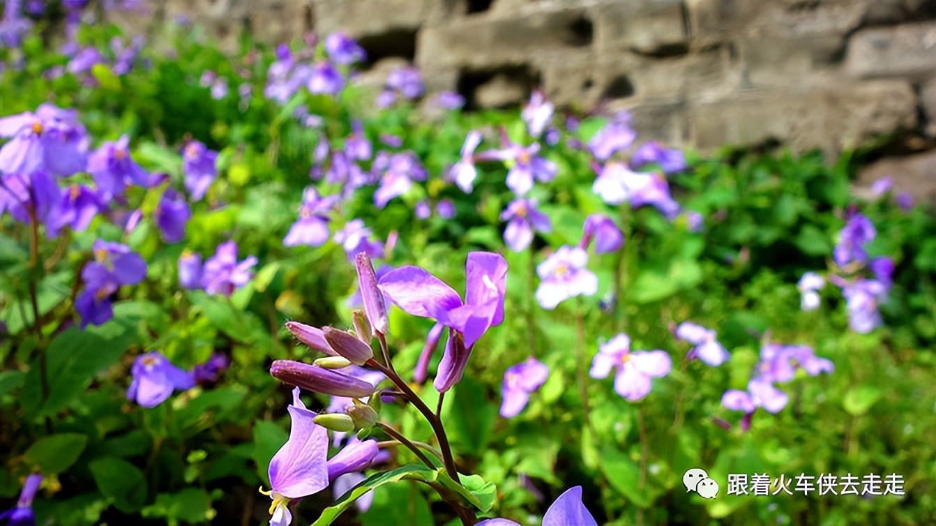 南京城墙下的琵琶湖,南京旅游先看城墙还是先看玄武湖