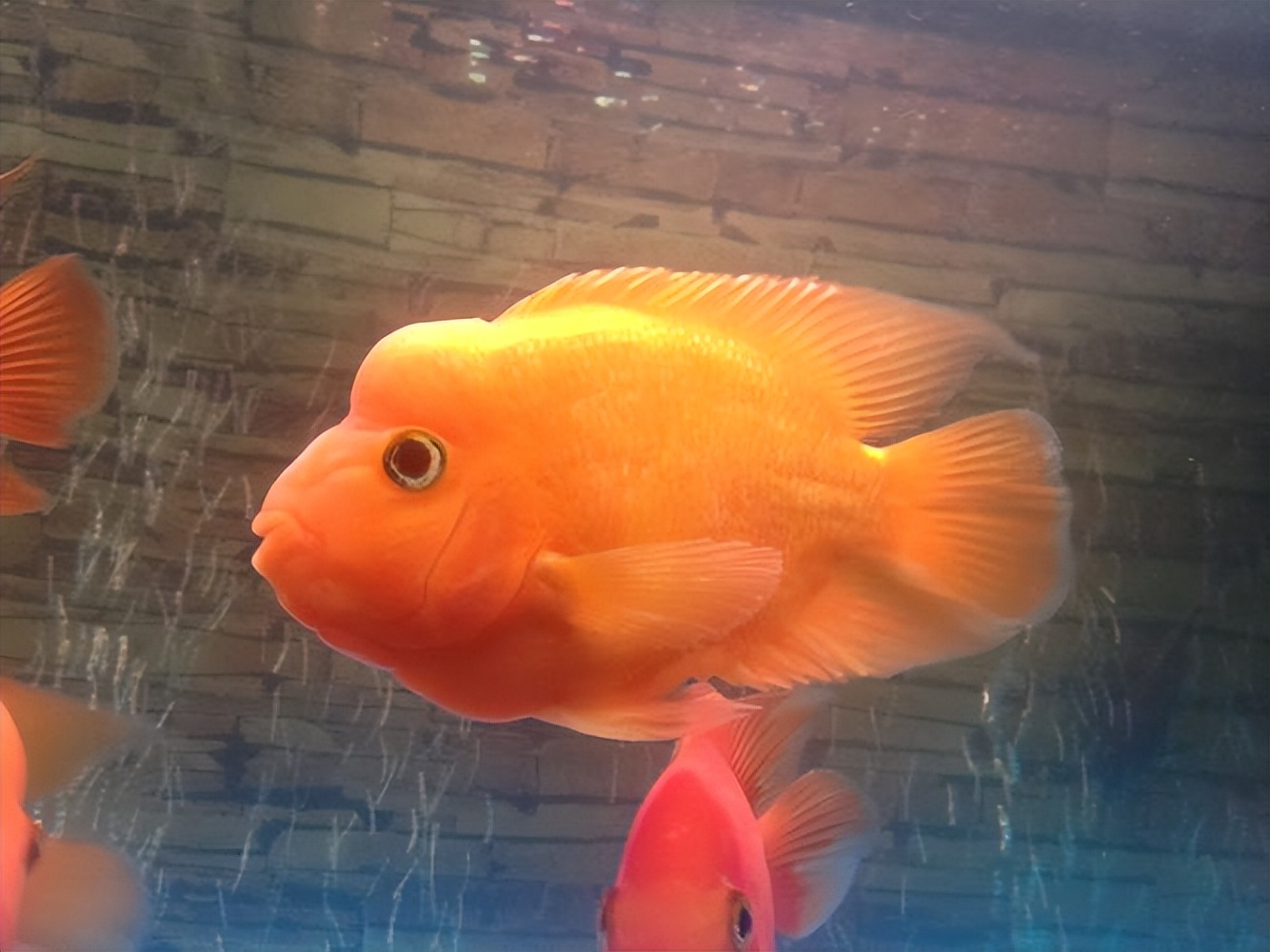 鹦鹉鱼养殖方法及注意事项,鹦鹉鱼的养殖方法和注意事项