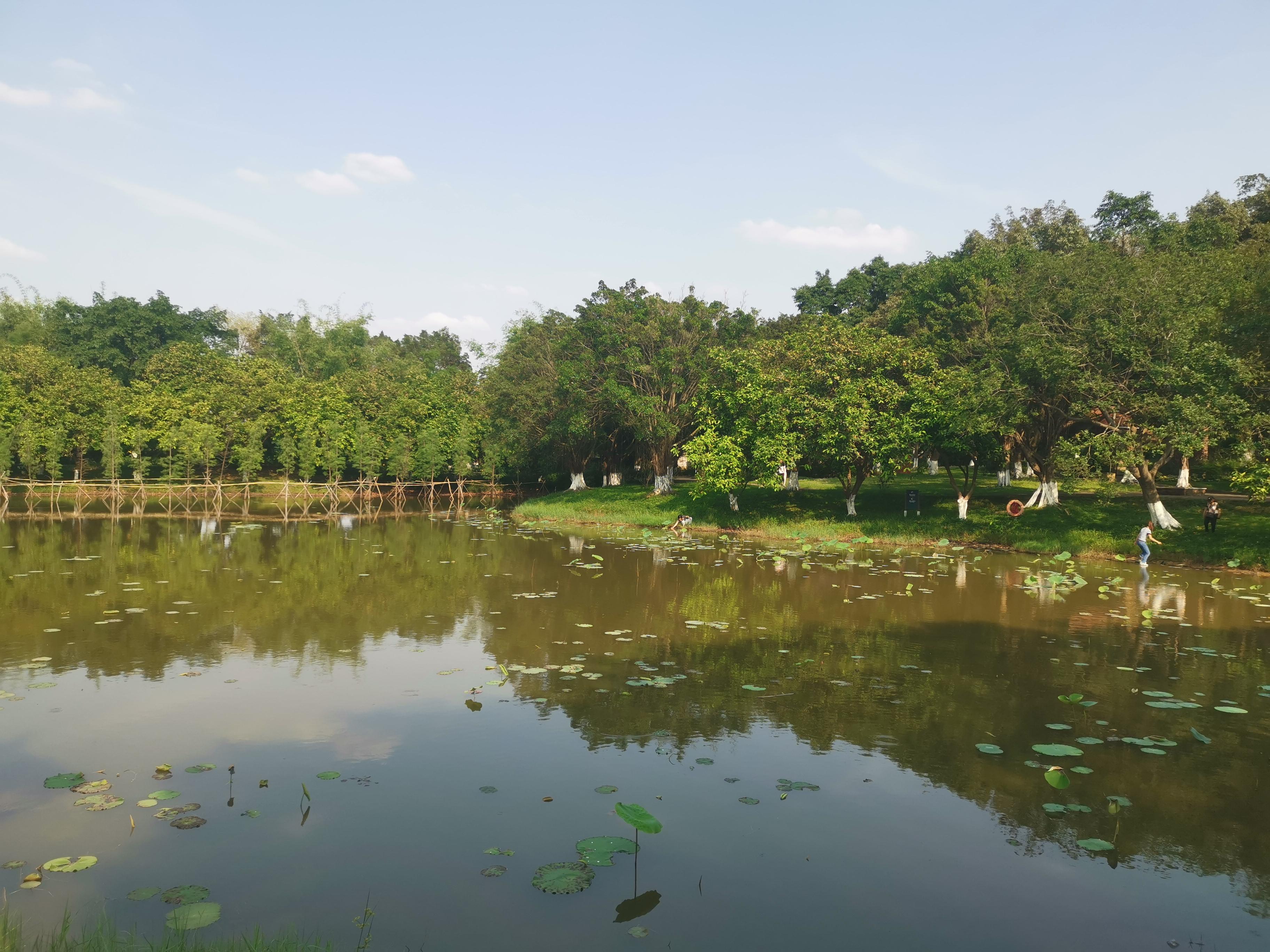 大夫山一日游自由行,大夫山一日游周记