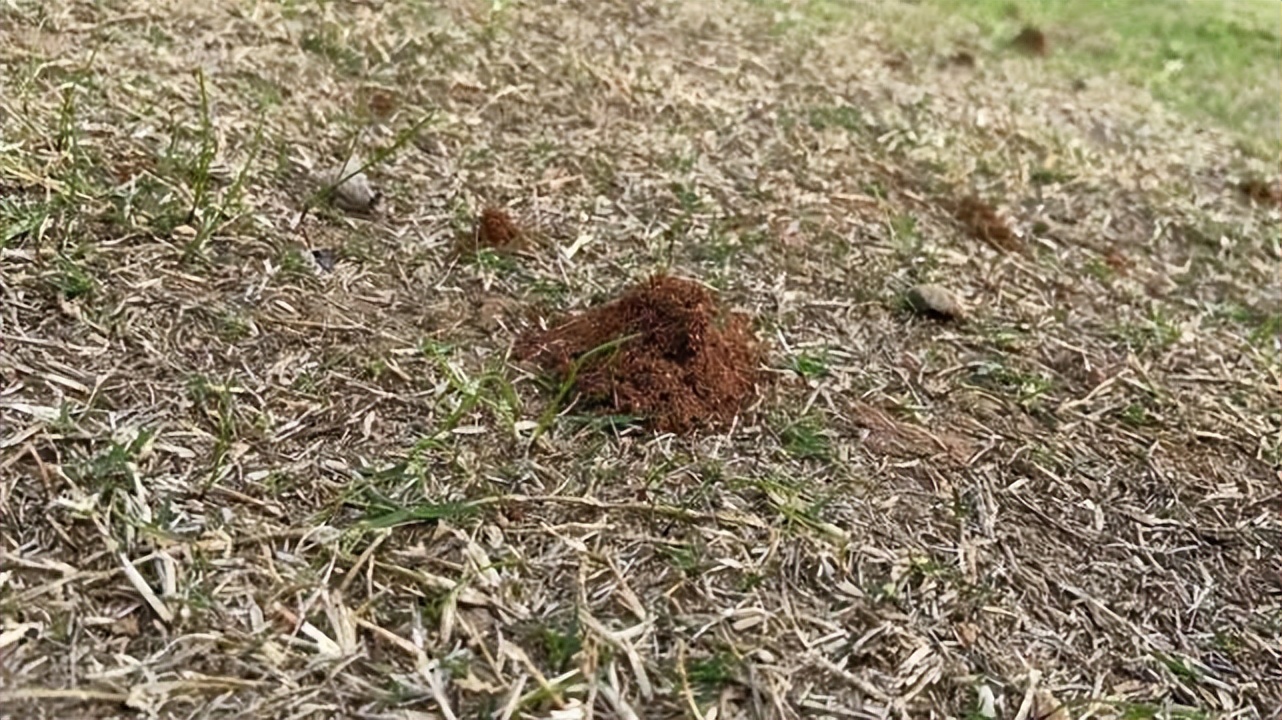 在野外迷路了有什么天然指南针,在野外迷了路有哪些天然指南针