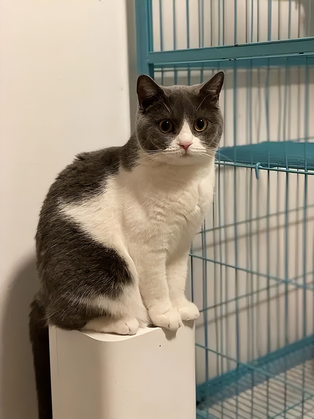 养英短猫费钱吗,养英短蓝猫靠谱吗