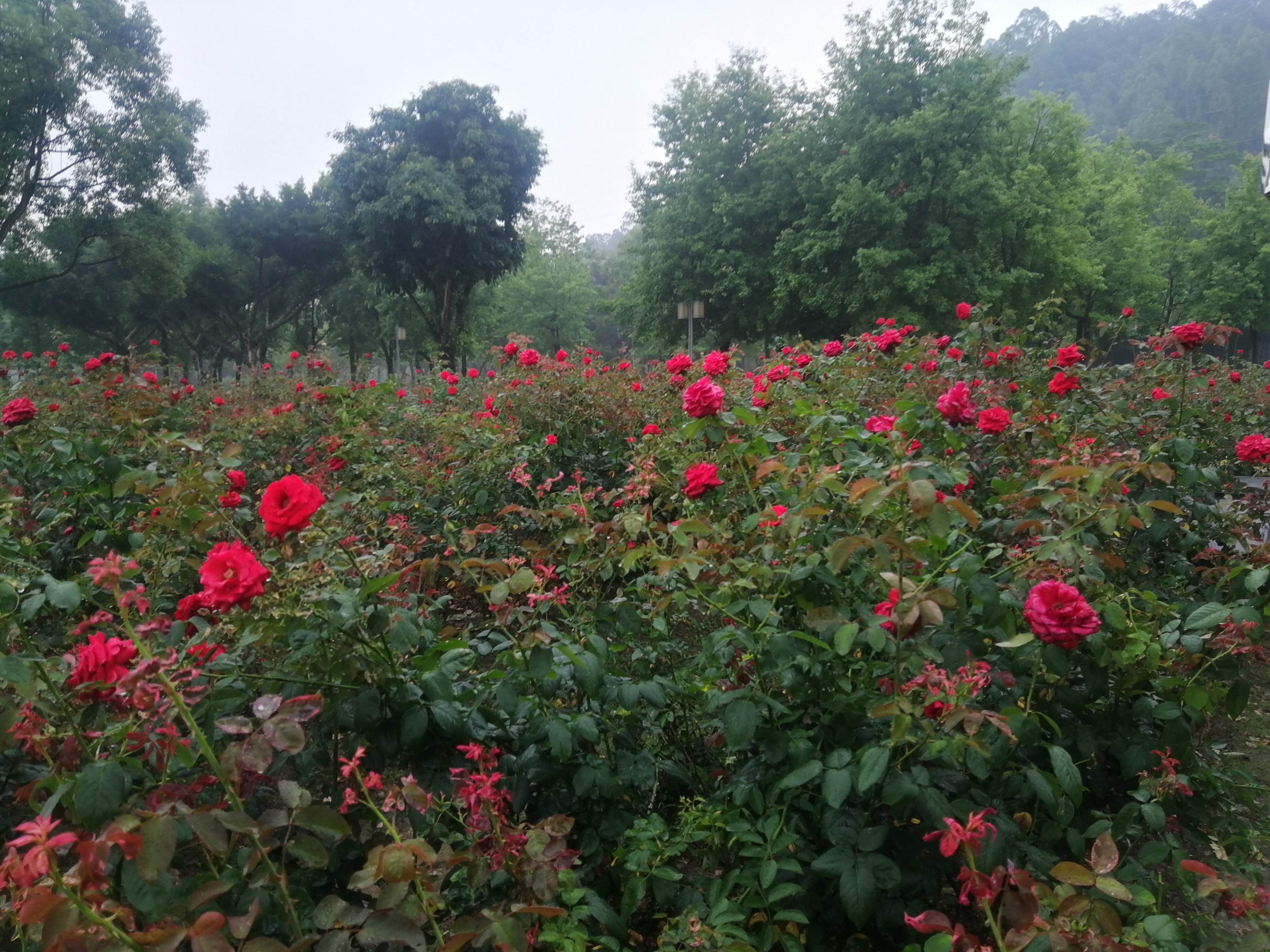 打卡广州地铁7号线,打卡广州最美7公里