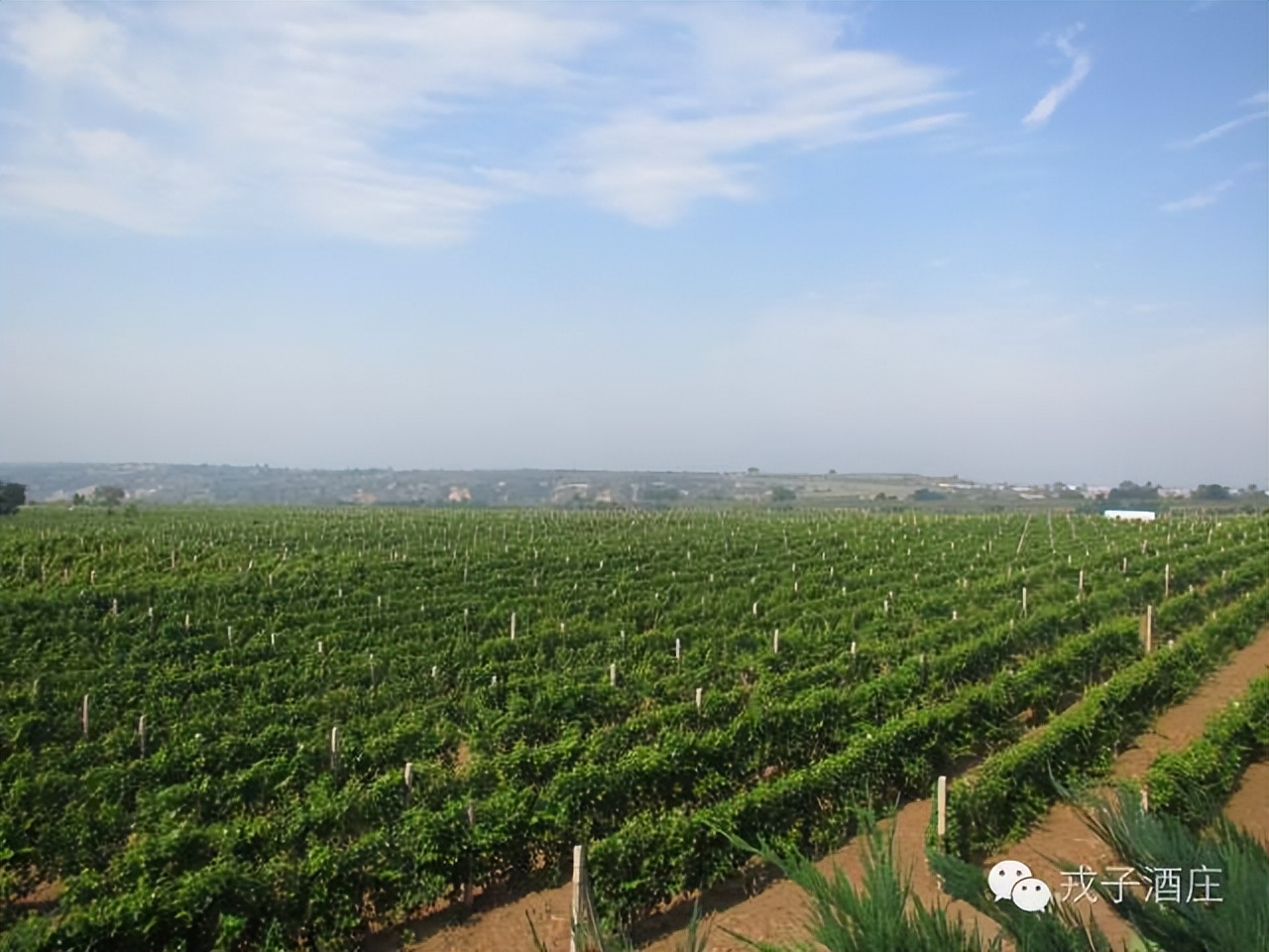 戎子酒庄葡萄酒酿造时间表,戎子酒庄的经济优势