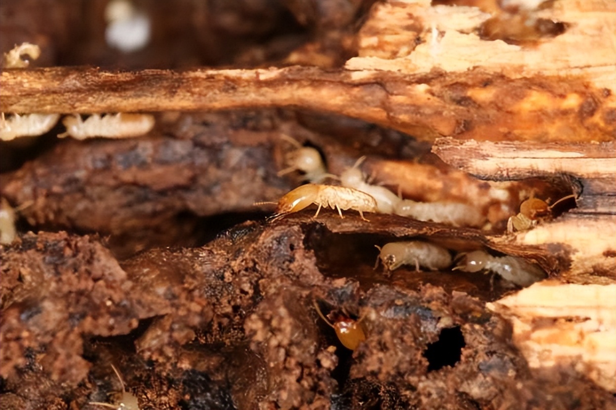 家白蚁和散白蚁哪个危害大,白蚁高发季全文