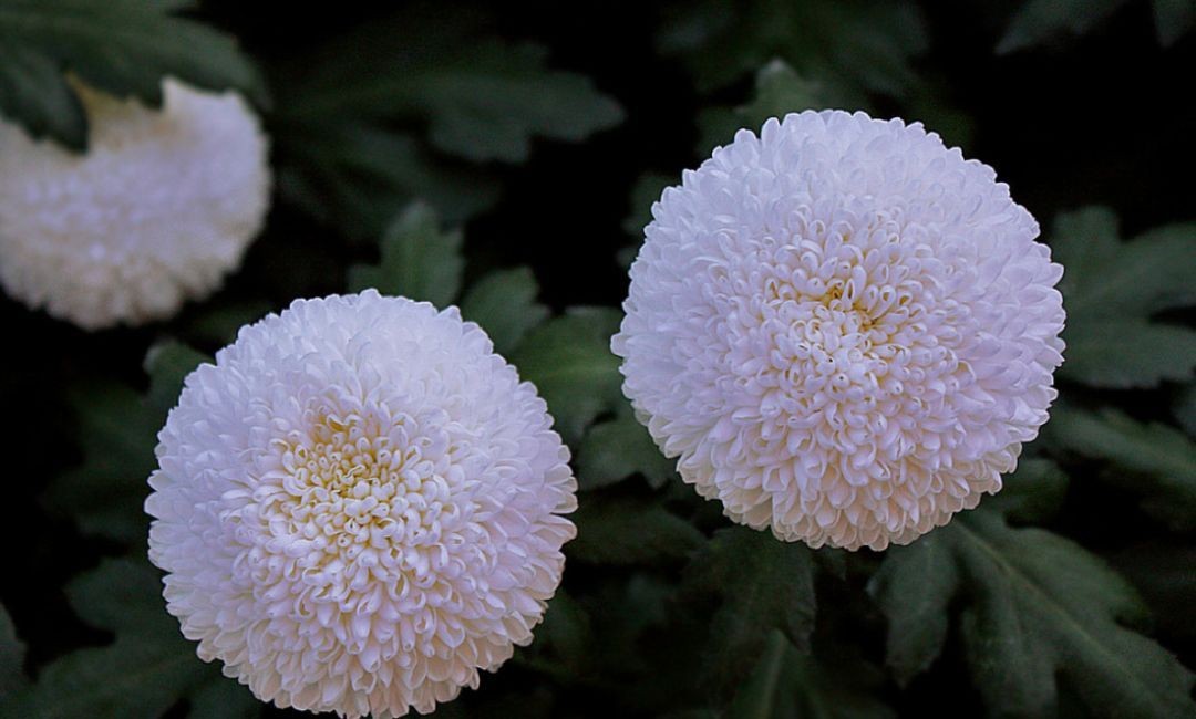闀垮緱鍍忚冻鐞冧竴鏍风殑妞嶇墿,鍜岃冻鐞冩湁鍏崇殑妞嶇墿
