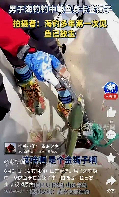 男子海钓遇到鱼身卡金镯,海钓鲅鱼身上套一只金镯真相
