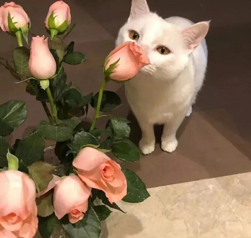 适合520发朋友圈的文案top1,520销售朋友圈暖心文案