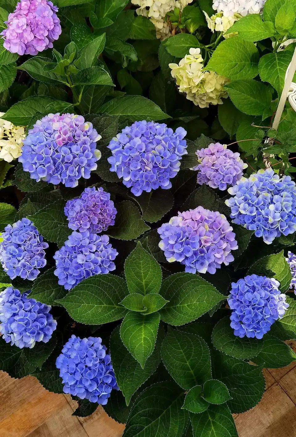 种植物的神仙水,神仙水养什么花最好