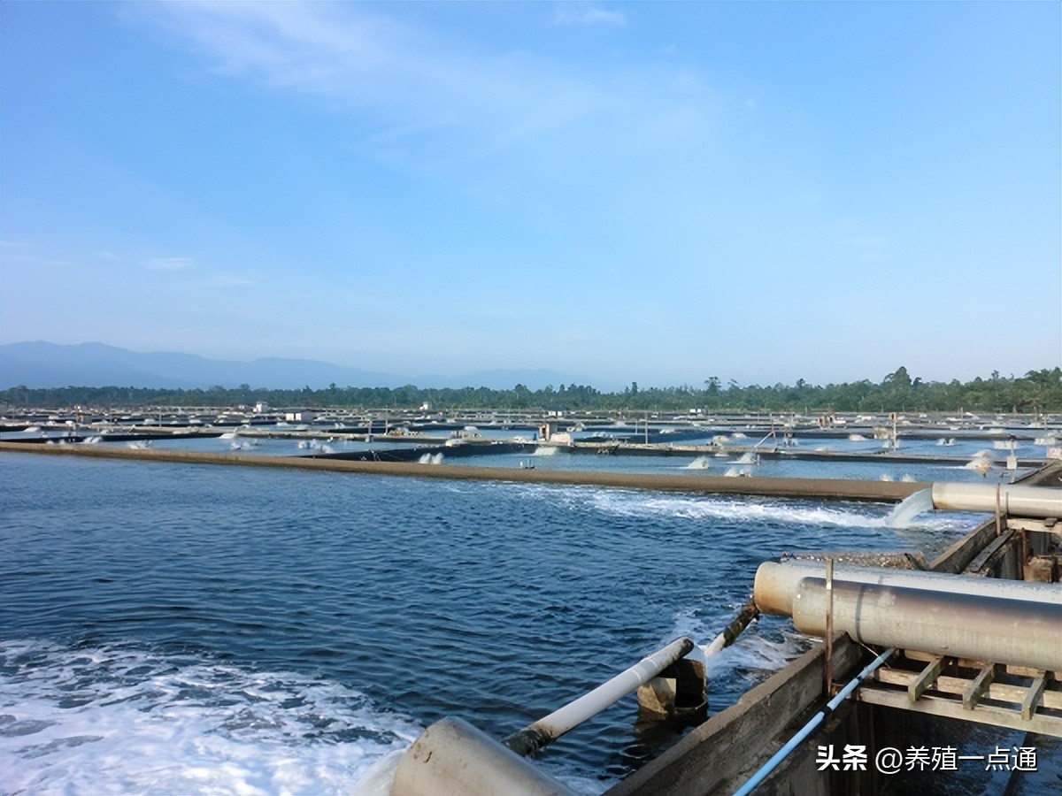 气温下降鱼塘怎么增氧,鱼塘夏季高温怎样调水