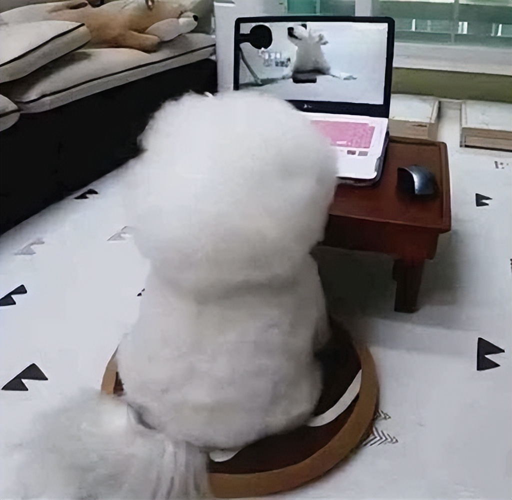 怎么判断比熊的好坏,怎么判断比熊是不是纯的