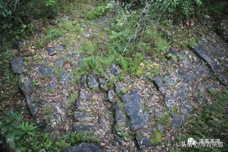 茶马古道茶叶铁盒价格,茶叶溯源之旅