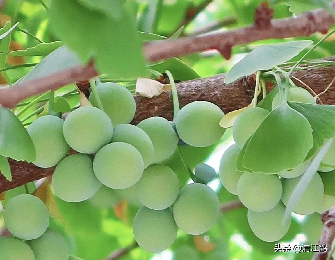 鸭掌木病害图谱及防治,鸭脚木的病害和治疗方法