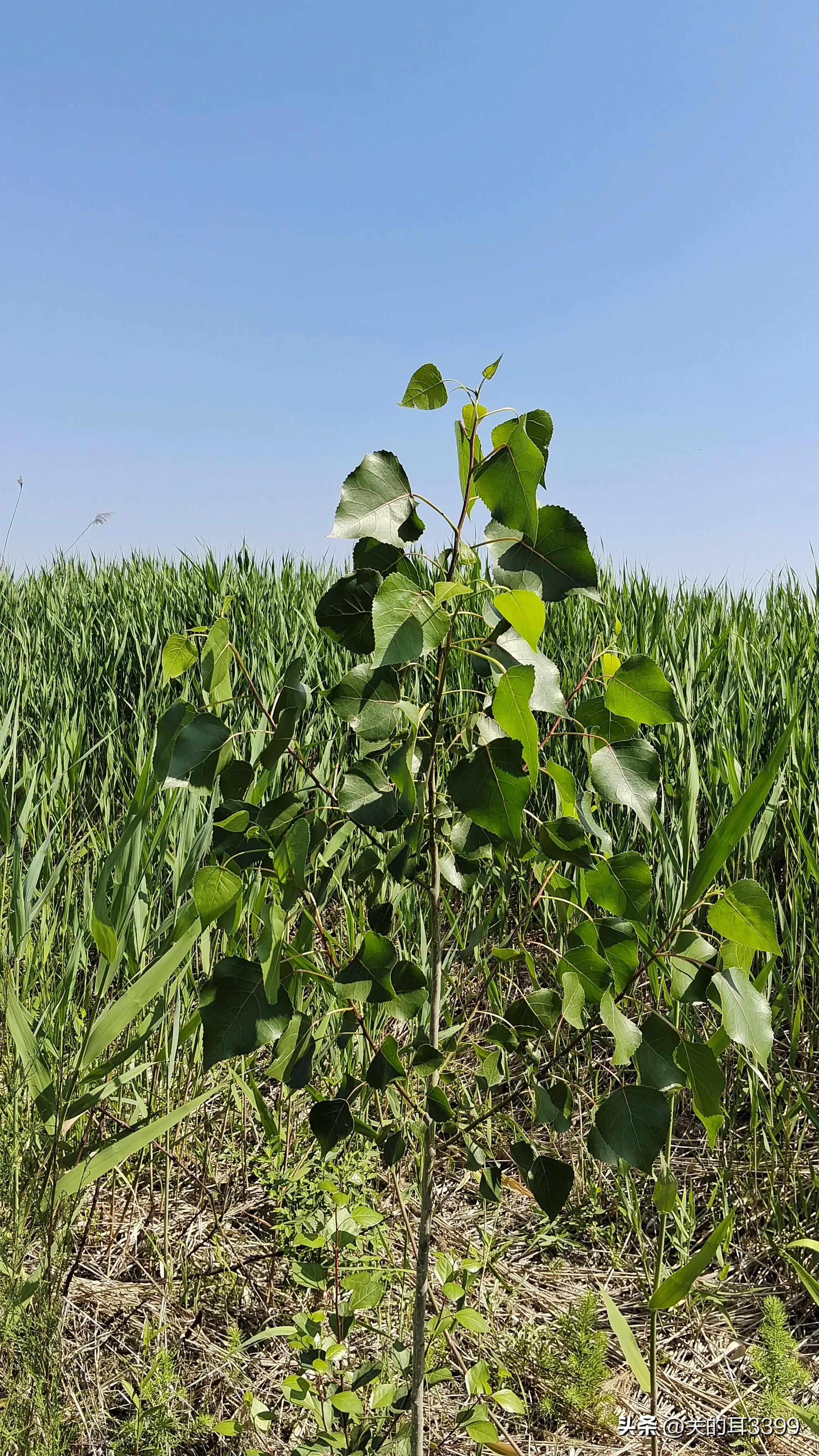 北塘新宜家园,北塘新房板块