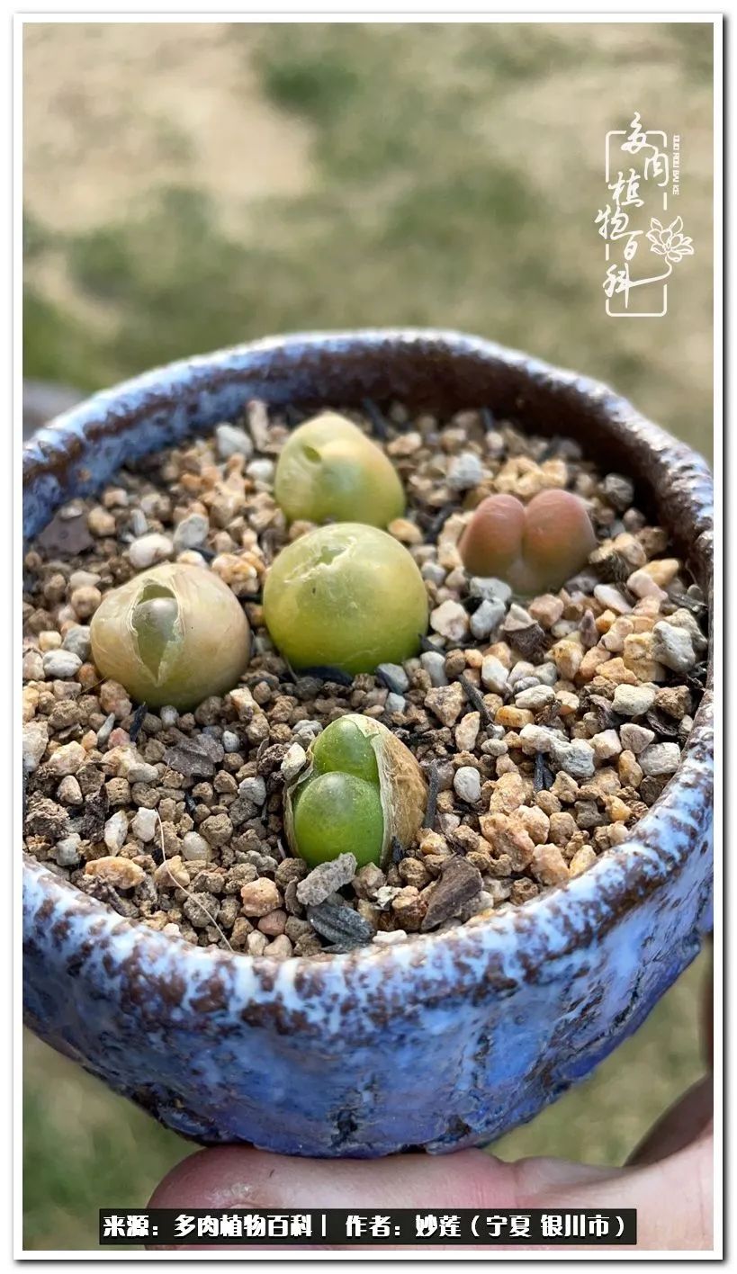 世间繁华三千不如一隅清欢,世间繁华三千不如有一院清欢