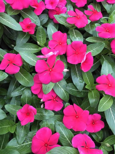 对房屋危害最大的植物,小区树木存在安全隐患