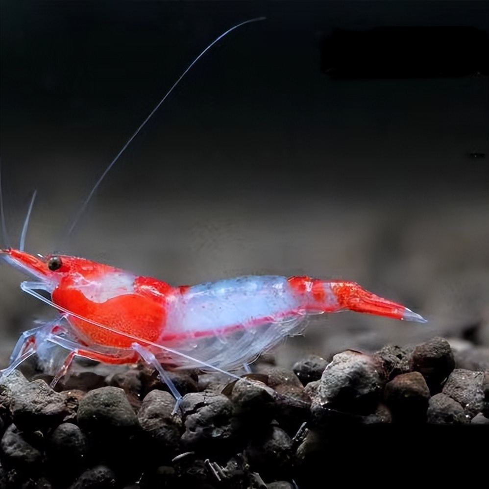 养宠物虾需要准备什么,哪种宠物虾比较好养