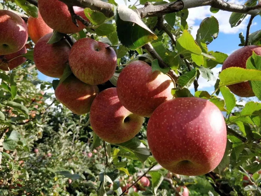 四川大山里有啥名贵药材,四川农村的十大特产