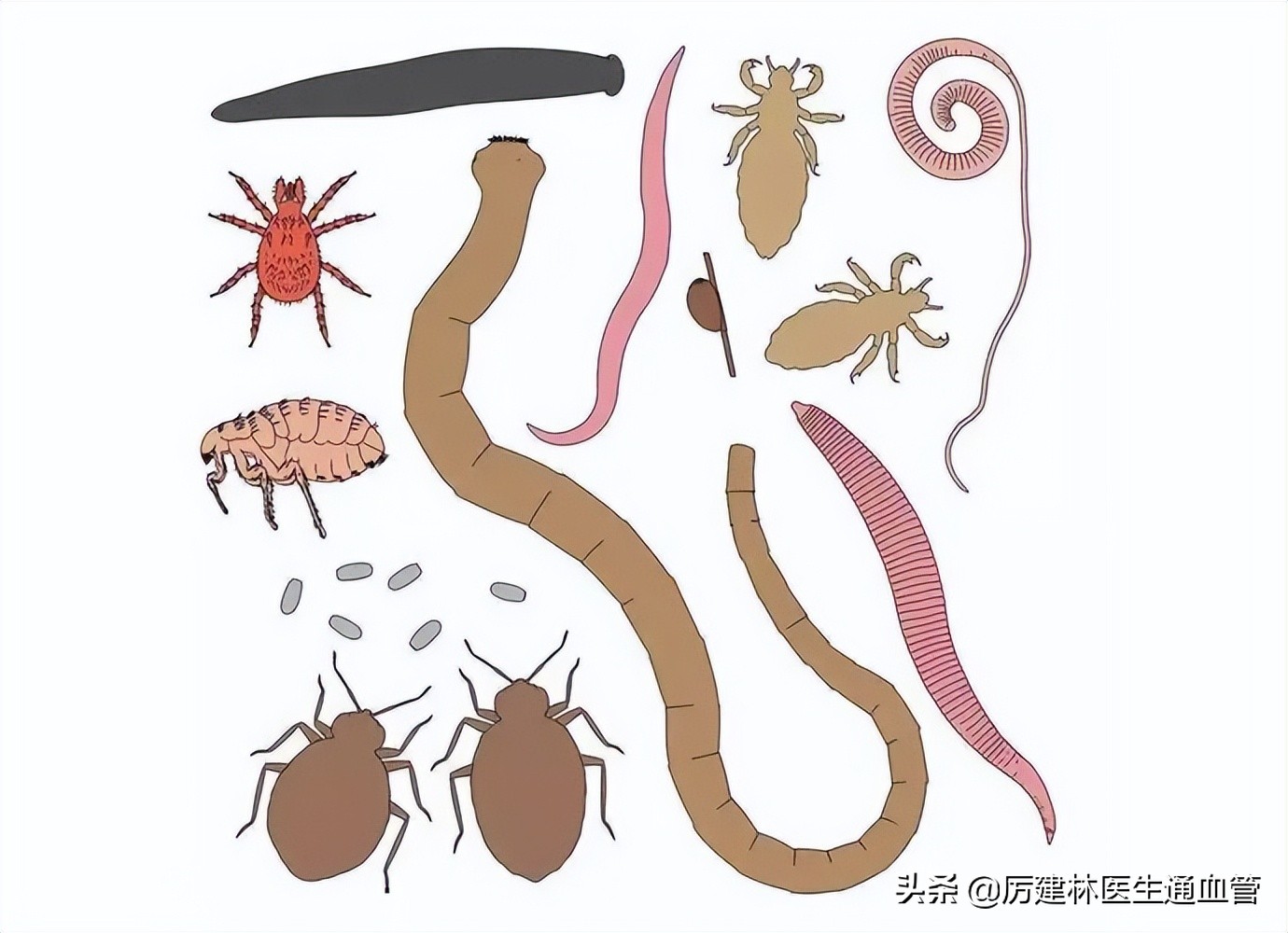 “除虫”十分有效的宝塔糖，为什么突然就消失了？