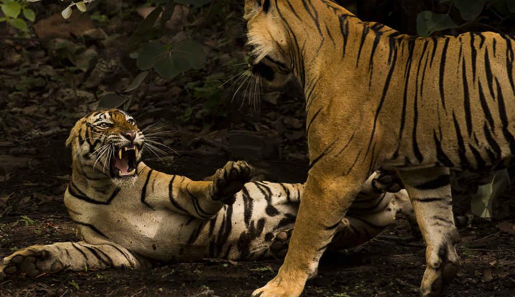 一场意外的基因突变,一个基因突变就可以改变人类性别