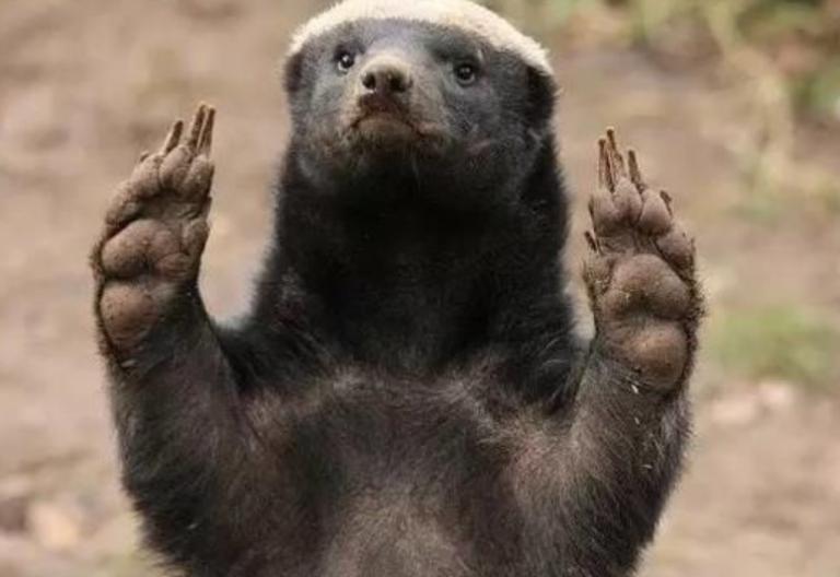 大鹅和平头哥,平头哥最新比赛谁赢了