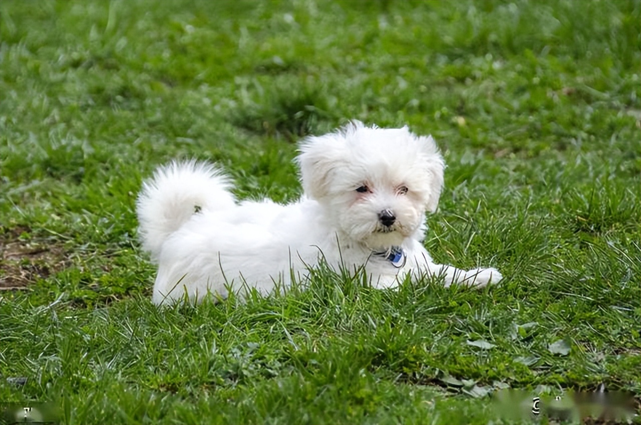 比熊出门就会“吃草”？可能在自救，宠主别傻傻不懂