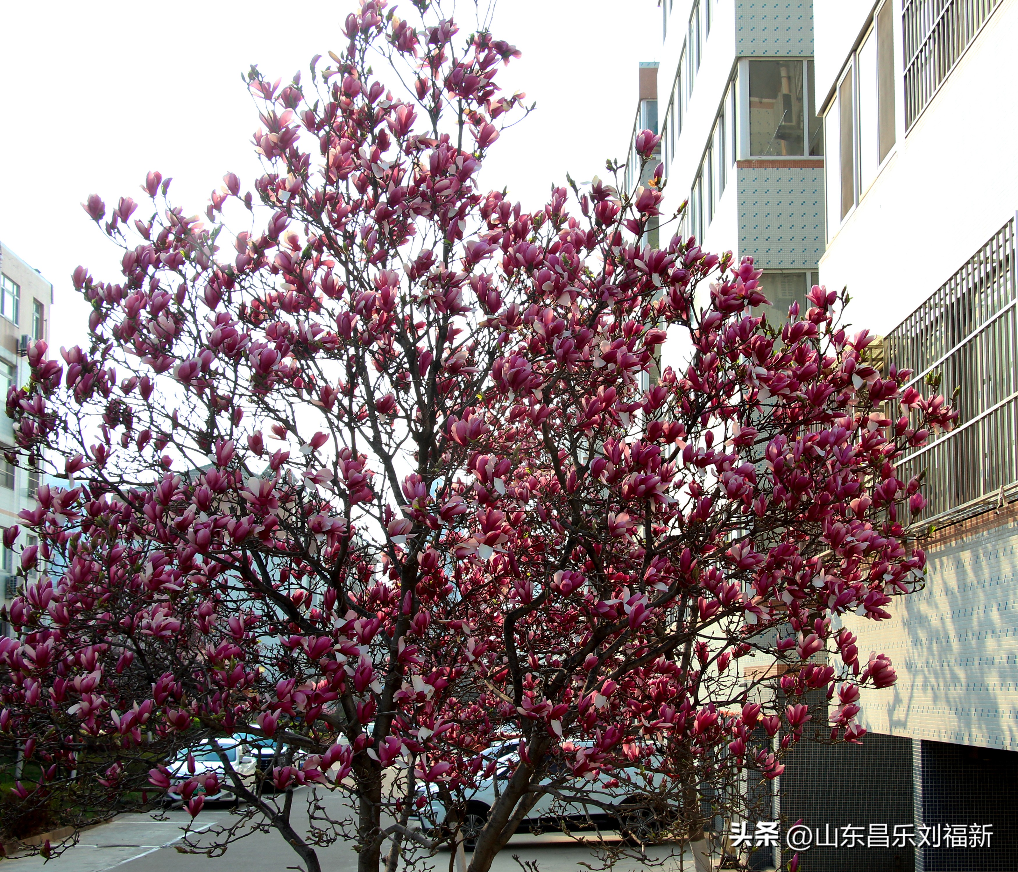 2023年3月中旬散拍·一点儿感受