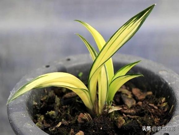 达摩墨兰多少钱一盆,一盆兰花卖了600元