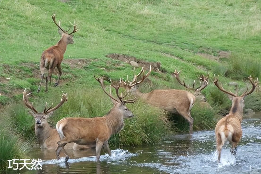 新西兰马鹿茸值得买吗？今天一次性讲明白