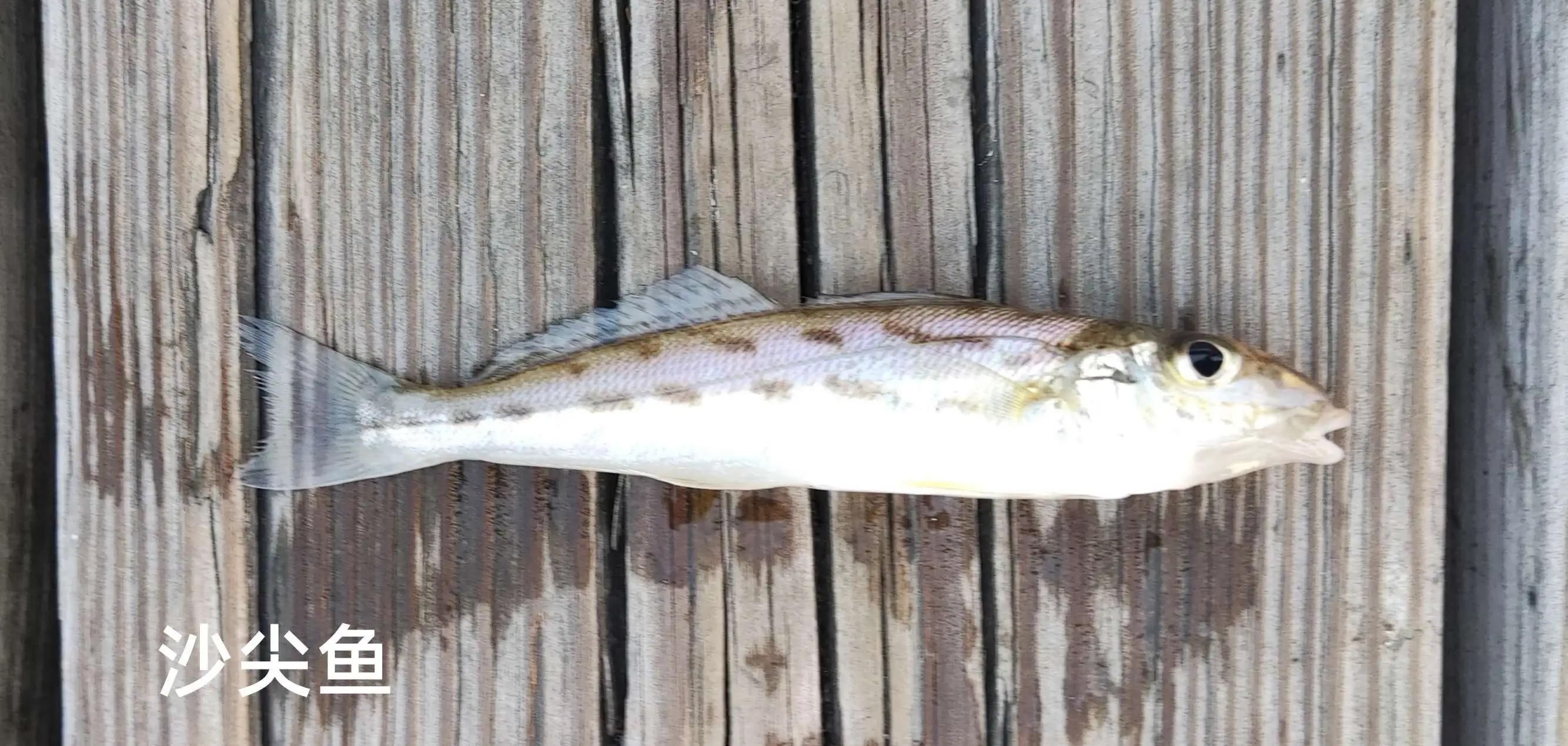 20种常见海鱼,十大常见野生海鱼