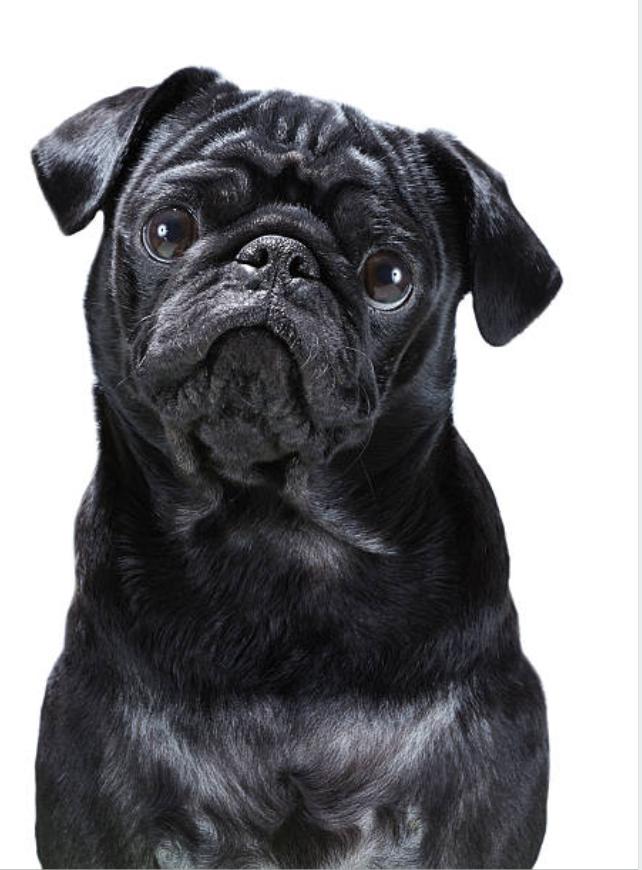 巴哥犬的优点和缺点,巴哥犬的五大优点和缺点