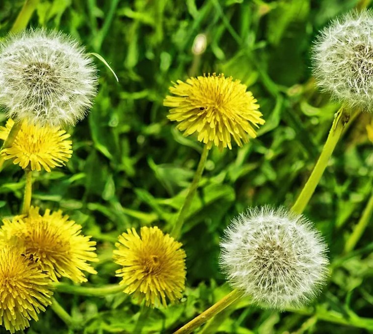 神农本草经关于蒲公英的功效,中医认为蒲公英具有清热解毒