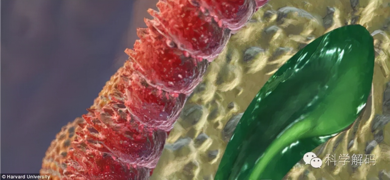 生命体内的微观世界,一滴水放大10000倍后的微观世界