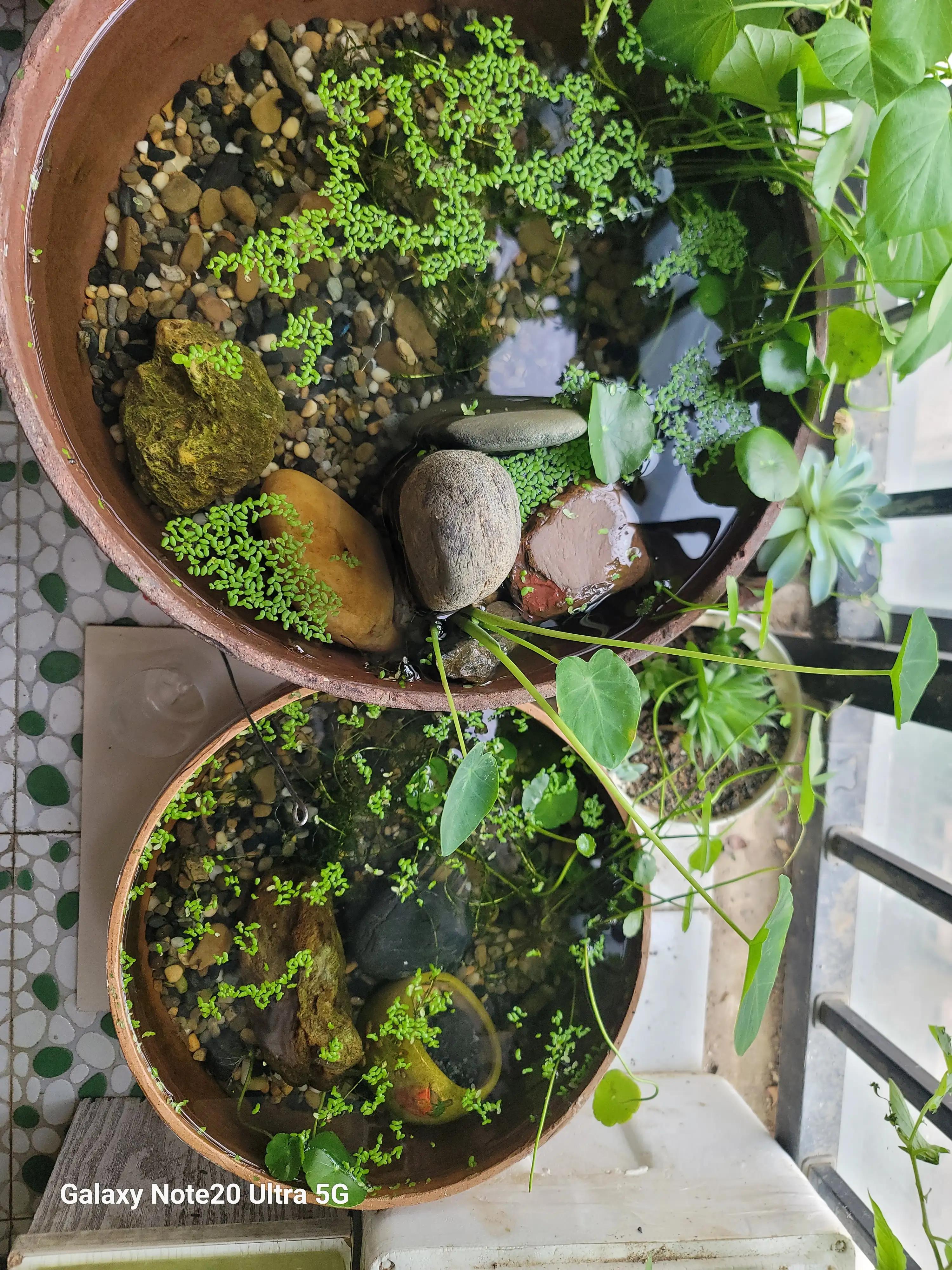 海水缸养鱼养虾,小缸养鱼养虾