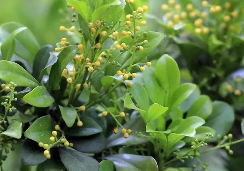 米兰花四季养护要点有哪些,米兰花有花骨朵为什么不开花呢