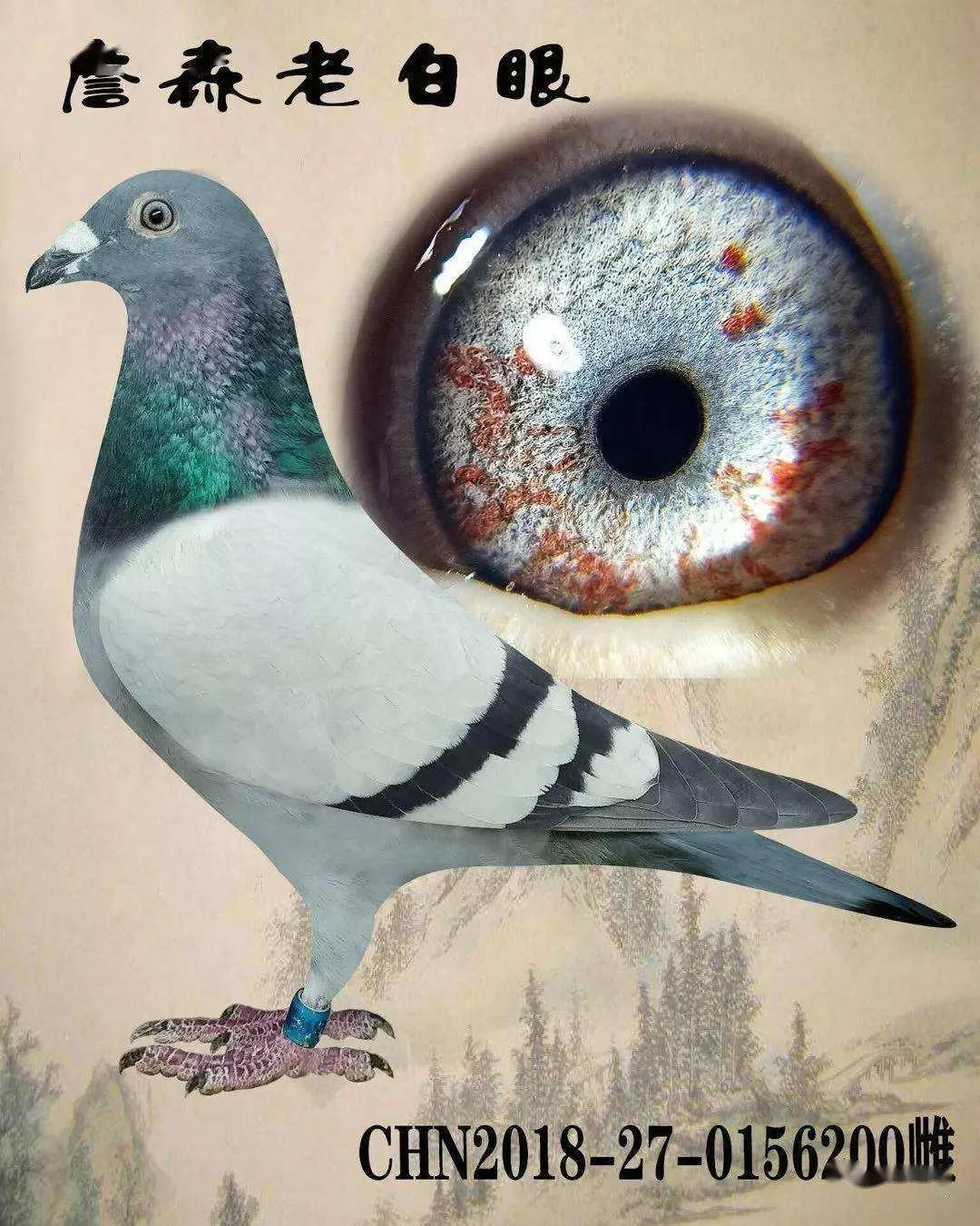 詹森兄弟的信鸽喂饲技巧