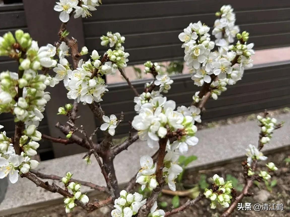 樱桃好吃树难栽完整故事,樱桃好吃树难栽家常版完整版