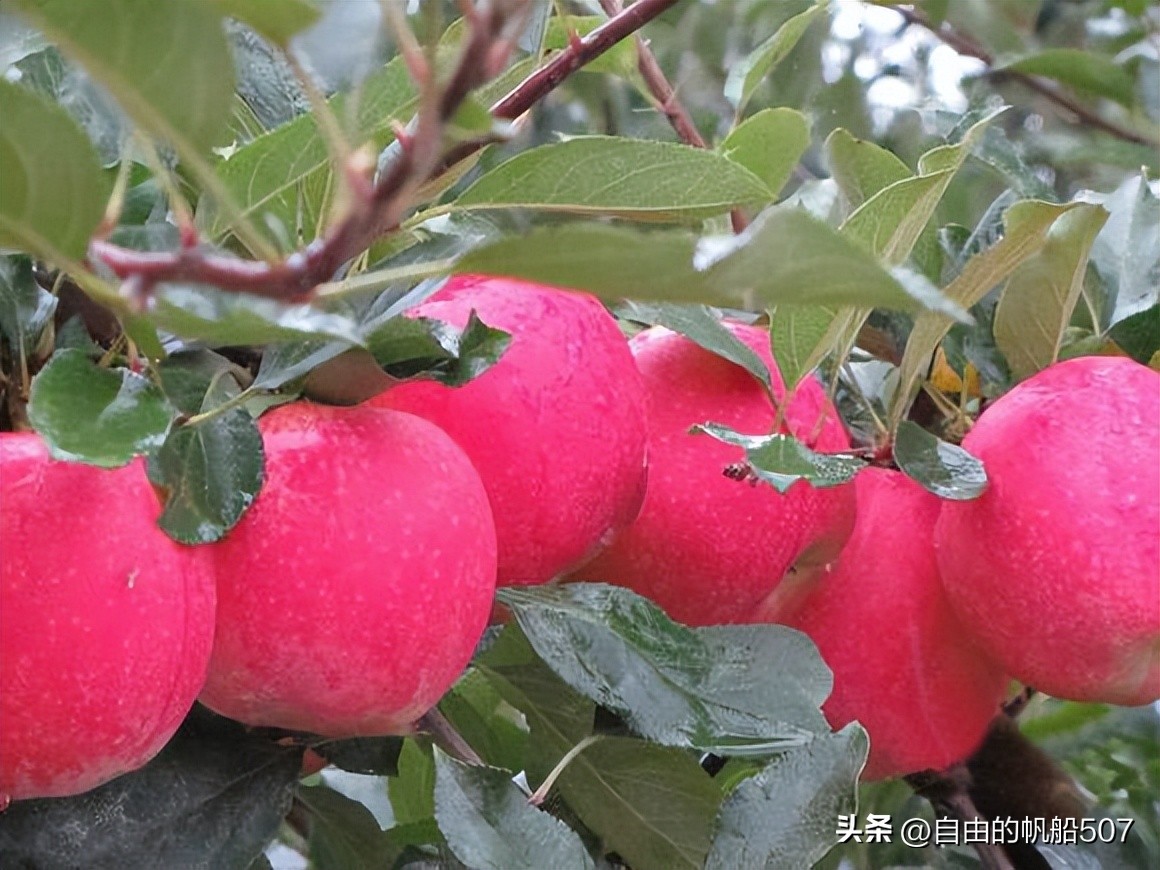 辽宁省大连市普兰店区花店,辽宁省大连市普兰店区土特产