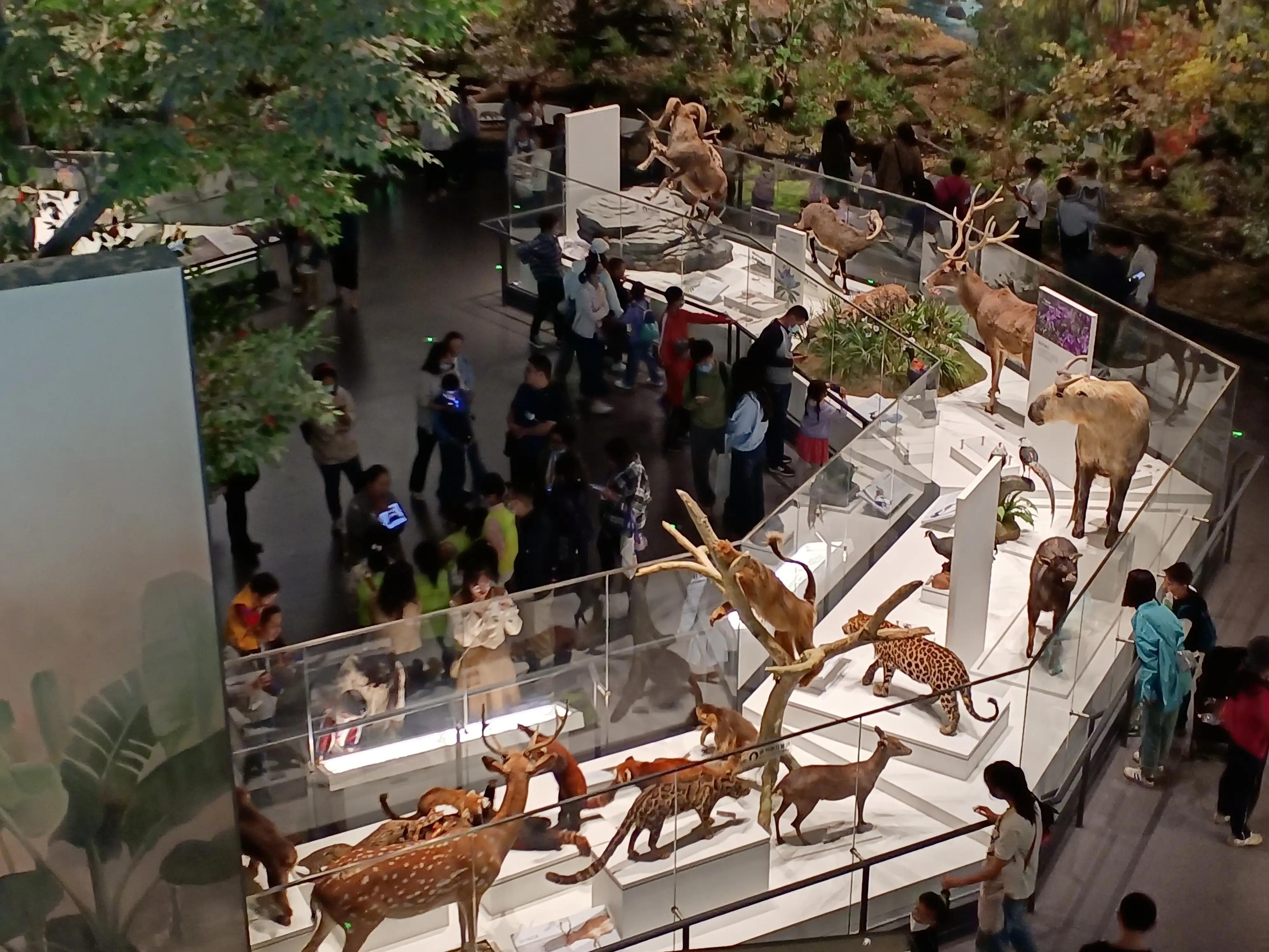 成都自然博物馆半价政策,成都自然博物馆能线下购票吗