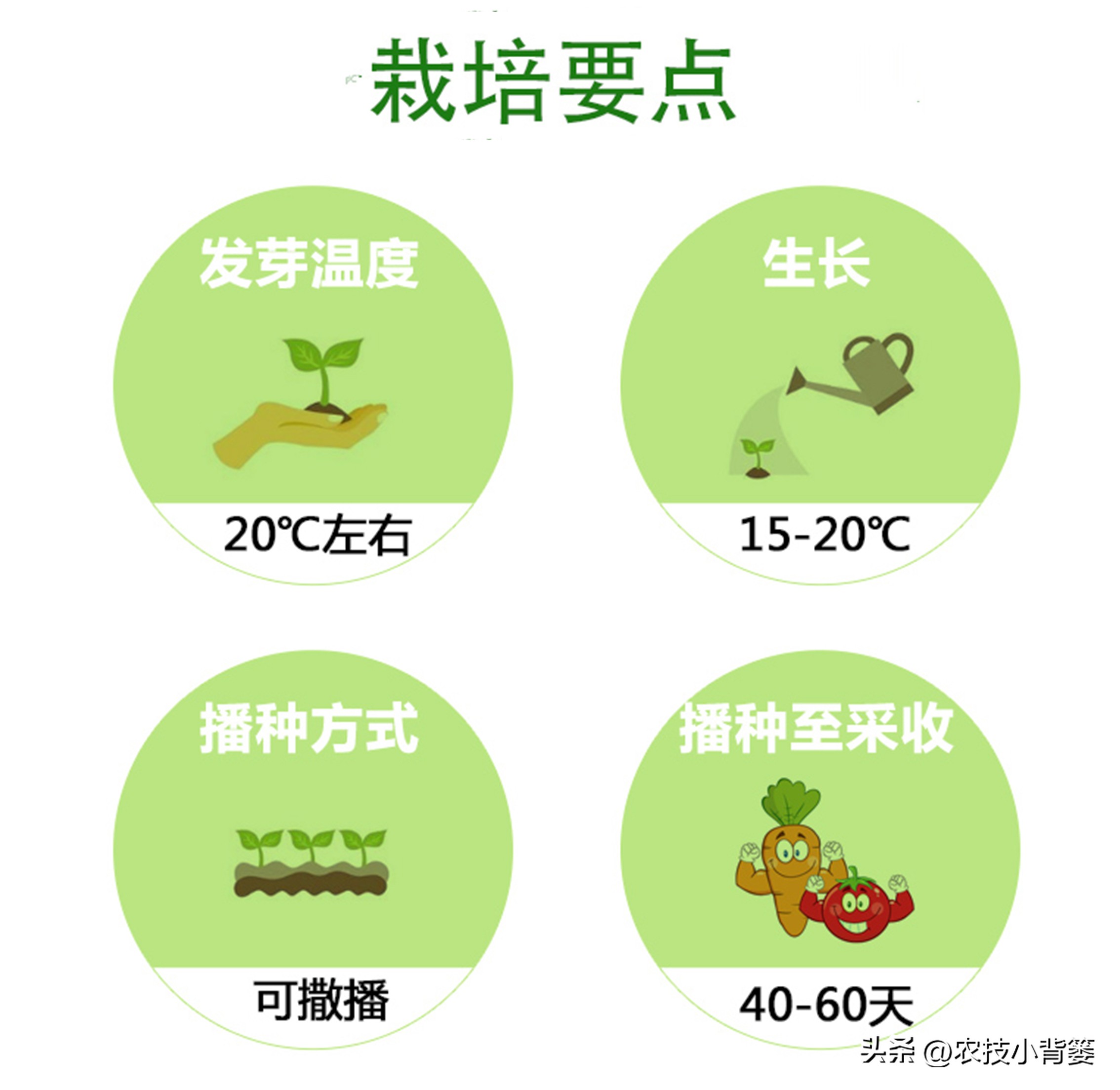 香菜怎样种植出苗快产量高,秋季大棚种植香菜技术