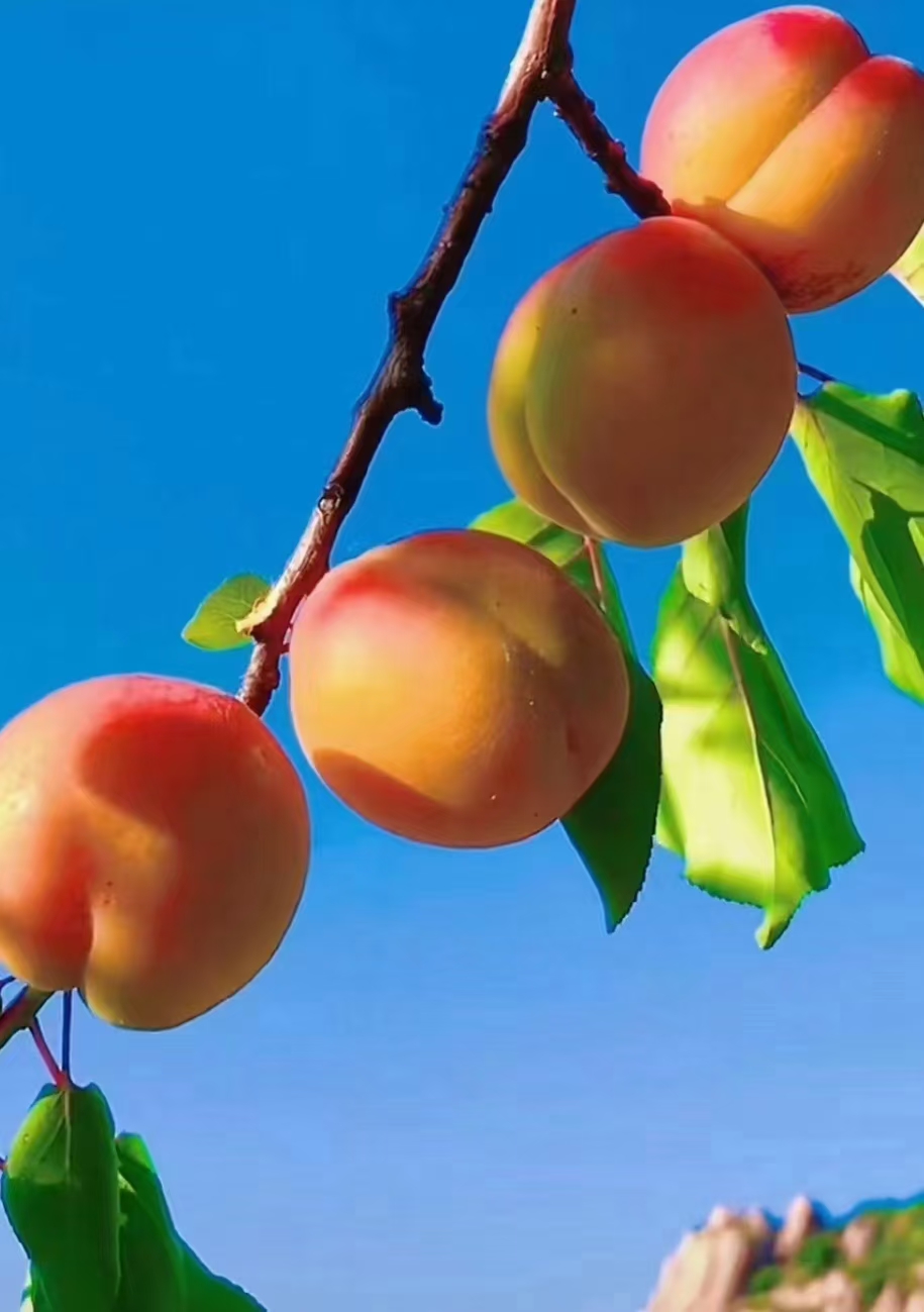 反诈电话提醒是真是假,电话智能反诈功能