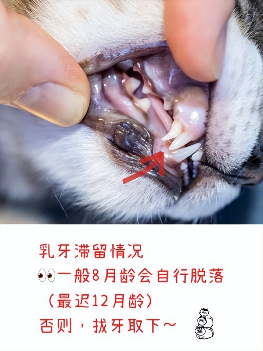 猫换牙齿,猫换牙会有什么症状