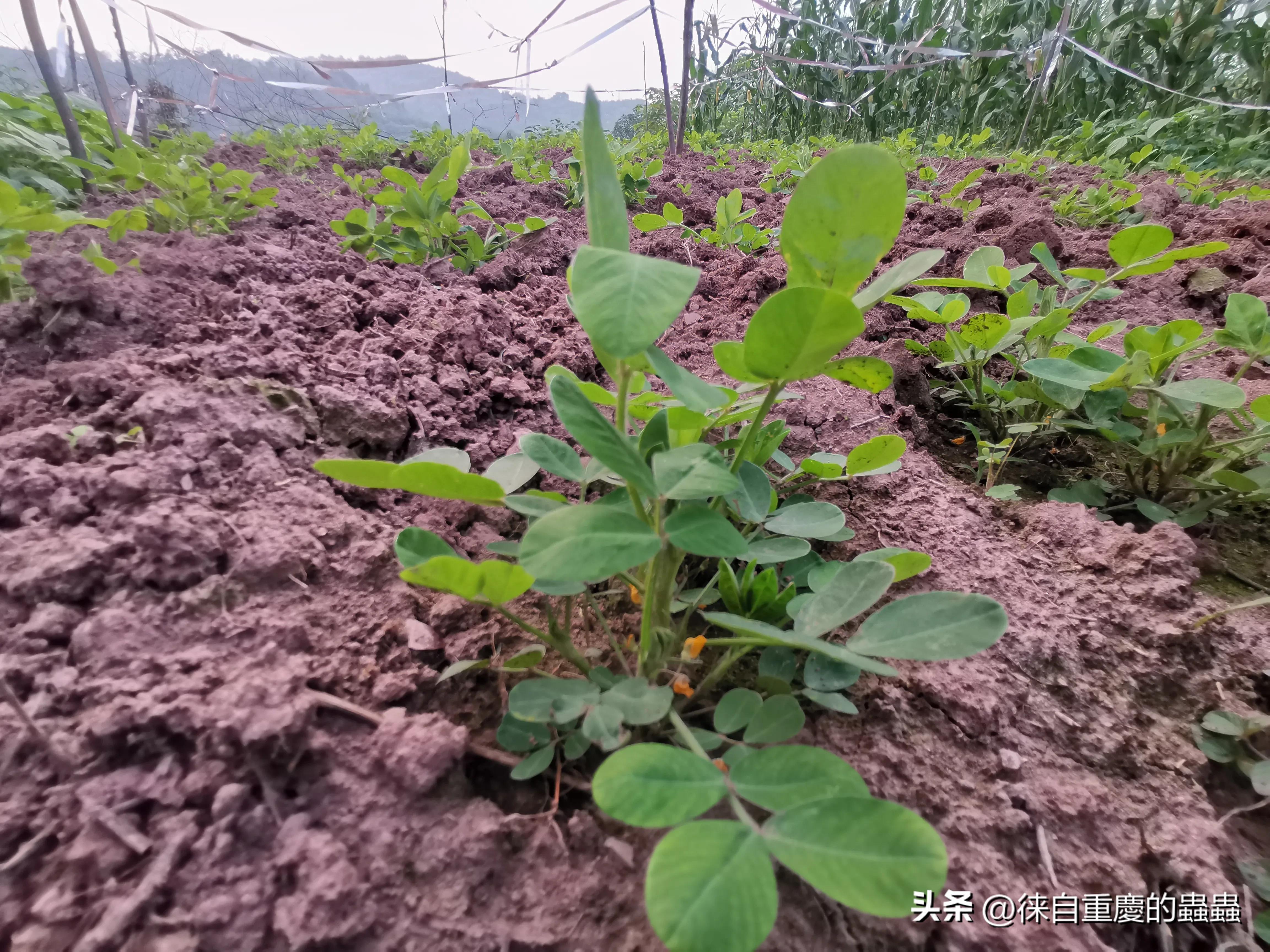 漫漫人生路——因身高矮小体育选修课成了麻烦